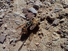 Vespula germanica