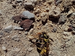 Vespula germanica