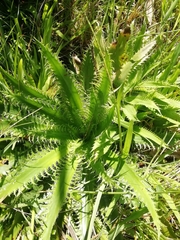 Eryngium serra