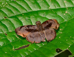 Zera hyacinthinus servius