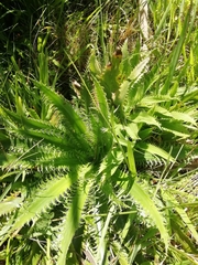 Eryngium serra
