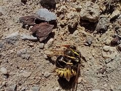 Vespula germanica