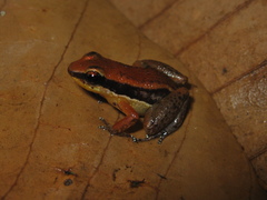 Allobates marchesianus