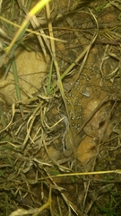 Hemidactylus whitakeri