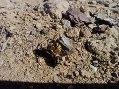 Vespula germanica