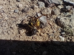 Vespula germanica