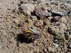 Vespula germanica