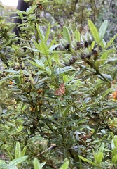 Chrysolarentia leucozona