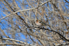 Fringilla coelebs