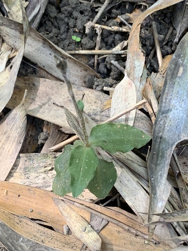 Zeuxine boninensis iNat (3)