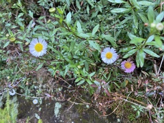 Erigeron karvinskianus image