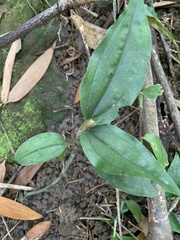 Erythrodes