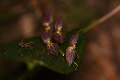 Pleurothallis rowleei
