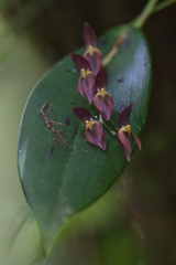 Pleurothallis rowleei