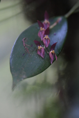 Pleurothallis rowleei