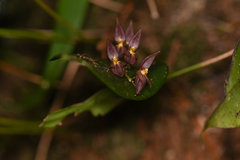 Pleurothallis rowleei