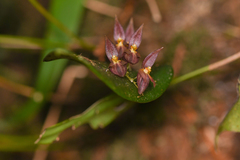 Pleurothallis rowleei