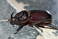 Oryctes latecavatus