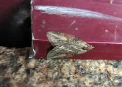 Chesias isabella