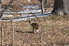 Vulpes vulpes flavescens