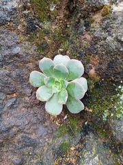 Aeonium