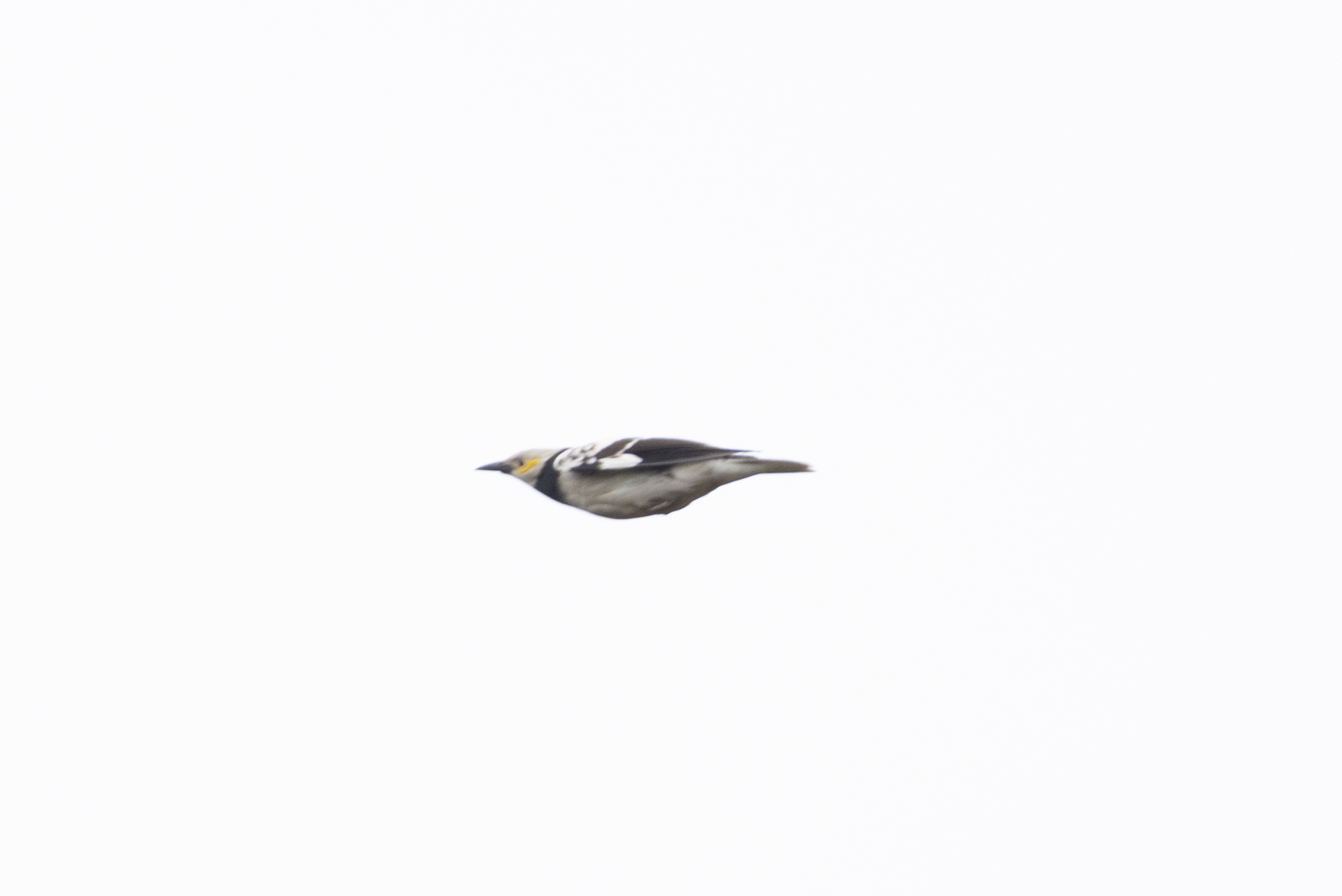 Black-collared Starling