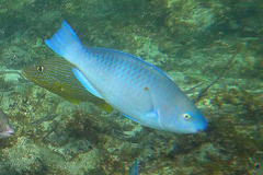 Scarus coeruleus