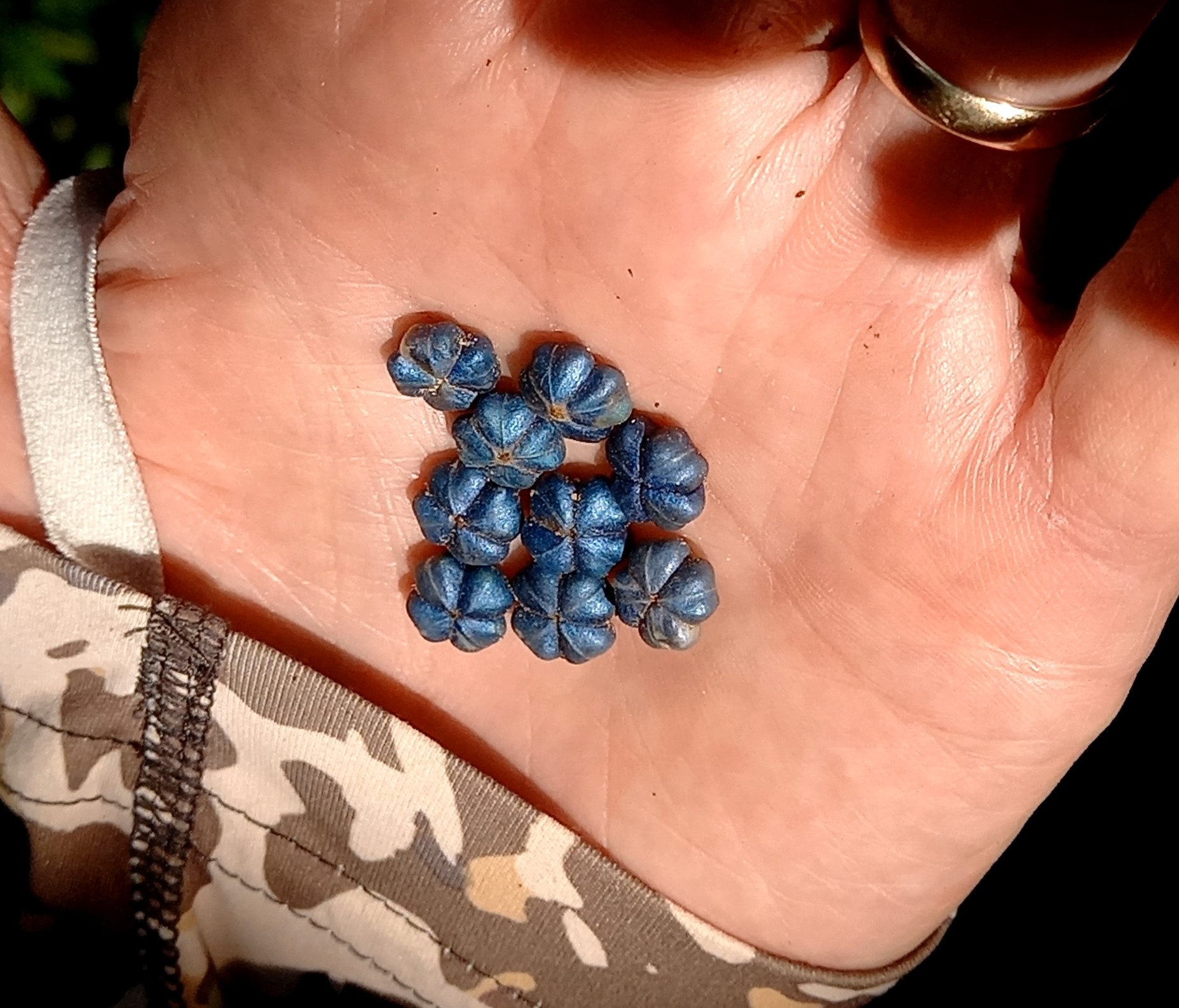 Margaritaria nobilis