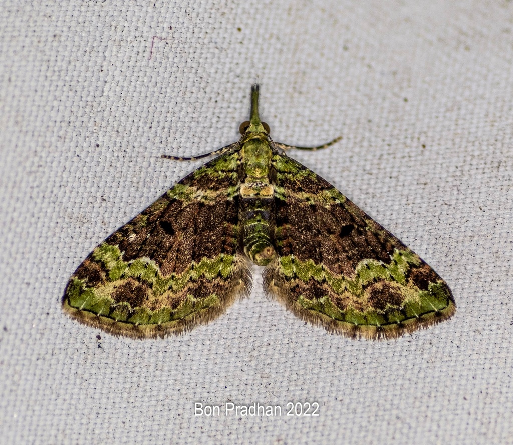 Pasiphila palpata