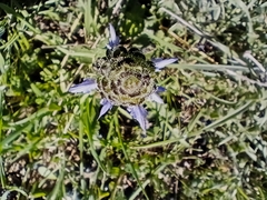 Salvia verbenaca image