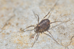 Kalliste pavonum