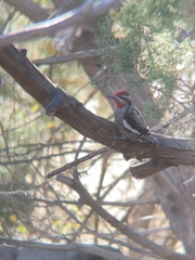 Sphyrapicus nuchalis