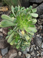 Aeonium