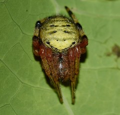 Neoscona rufipalpis