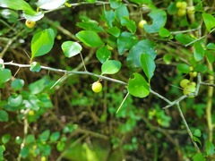 Gymnosporia harveyana harveyana