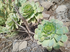 Aeonium