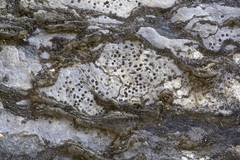 Bagliettoa calciseda