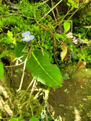 Streptocarpus pentherianus