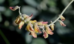 Rhynchosia albissima