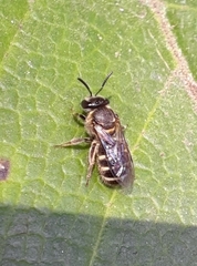 Pachyhalictus