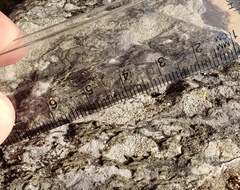 Bagliettoa calciseda