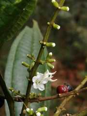 Miconia smaragdina