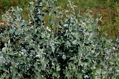 Rhynchosia albissima