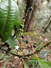 Miconia smaragdina