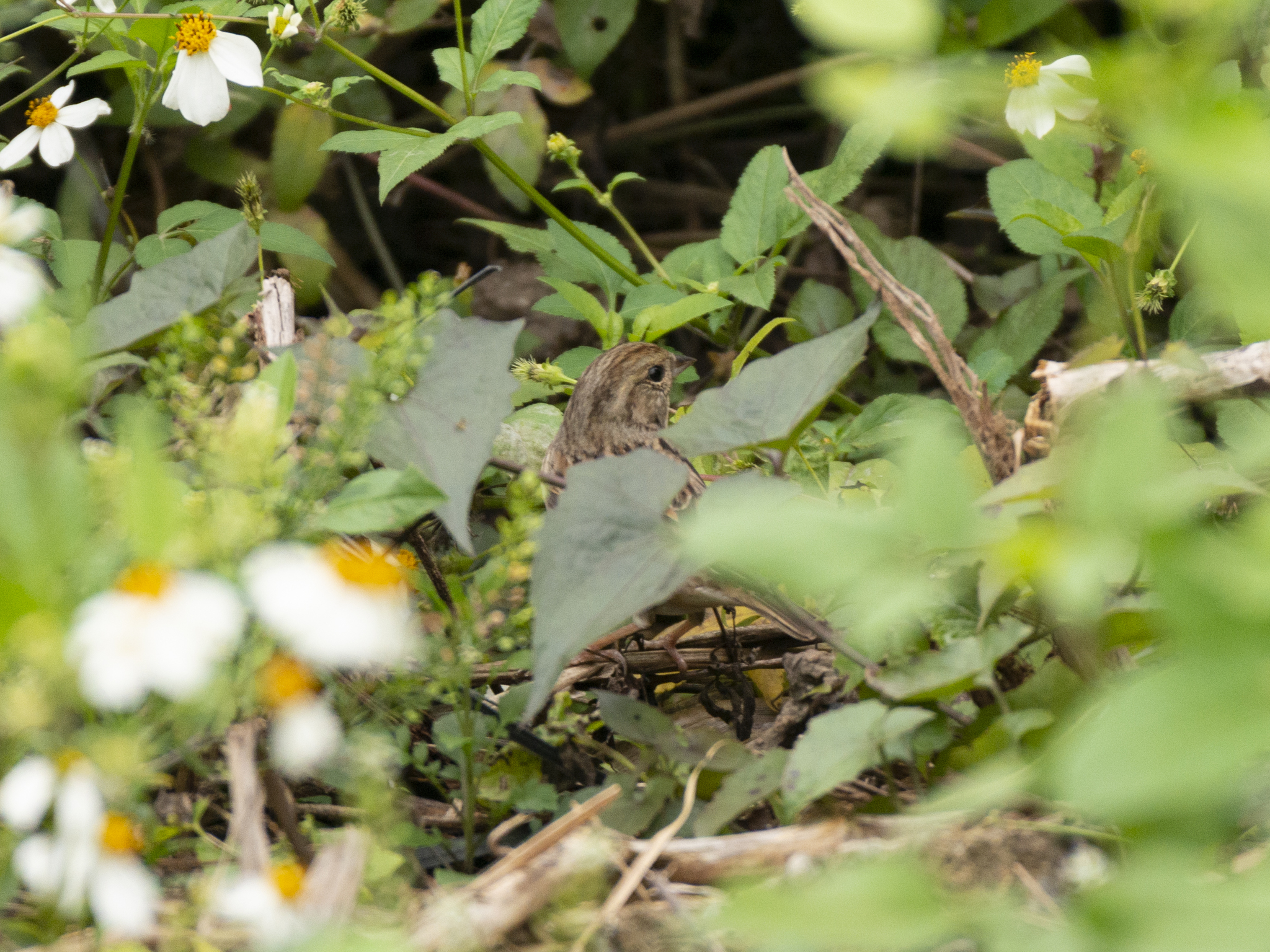 Black-faced Bunting