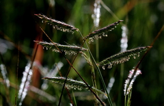 Urochloa mosambicensis