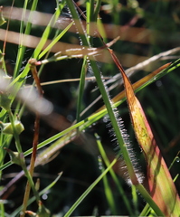 Urochloa mosambicensis