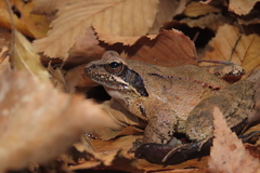 Rana pseudodalmatina