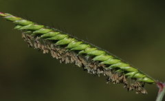 Urochloa mosambicensis