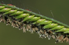 Urochloa mosambicensis